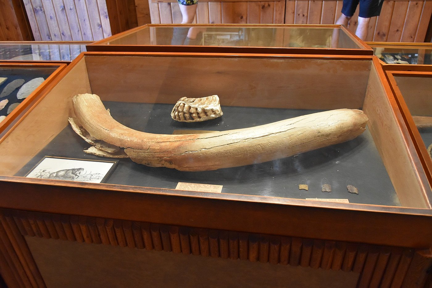 Mammoth tusk found near Meeteetse