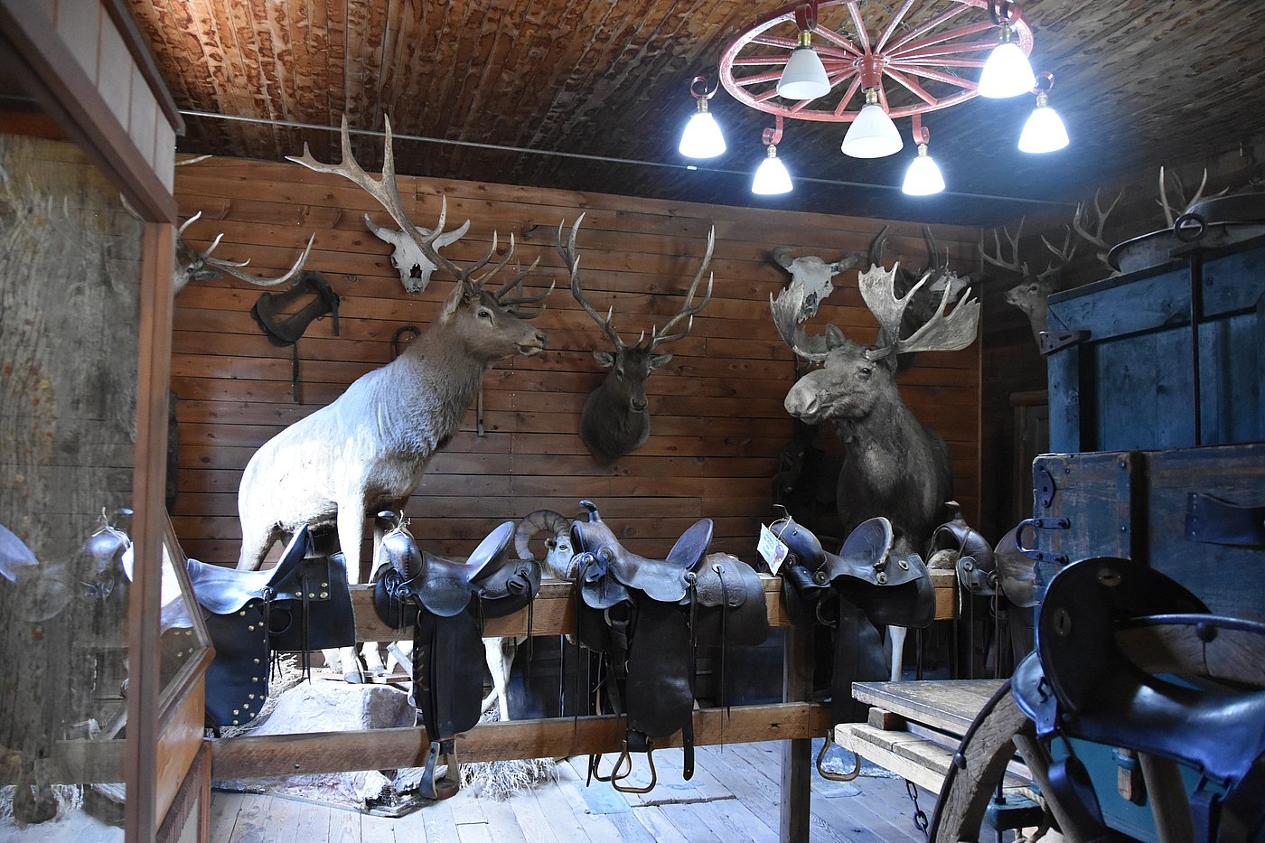 Saddles and taxidermy