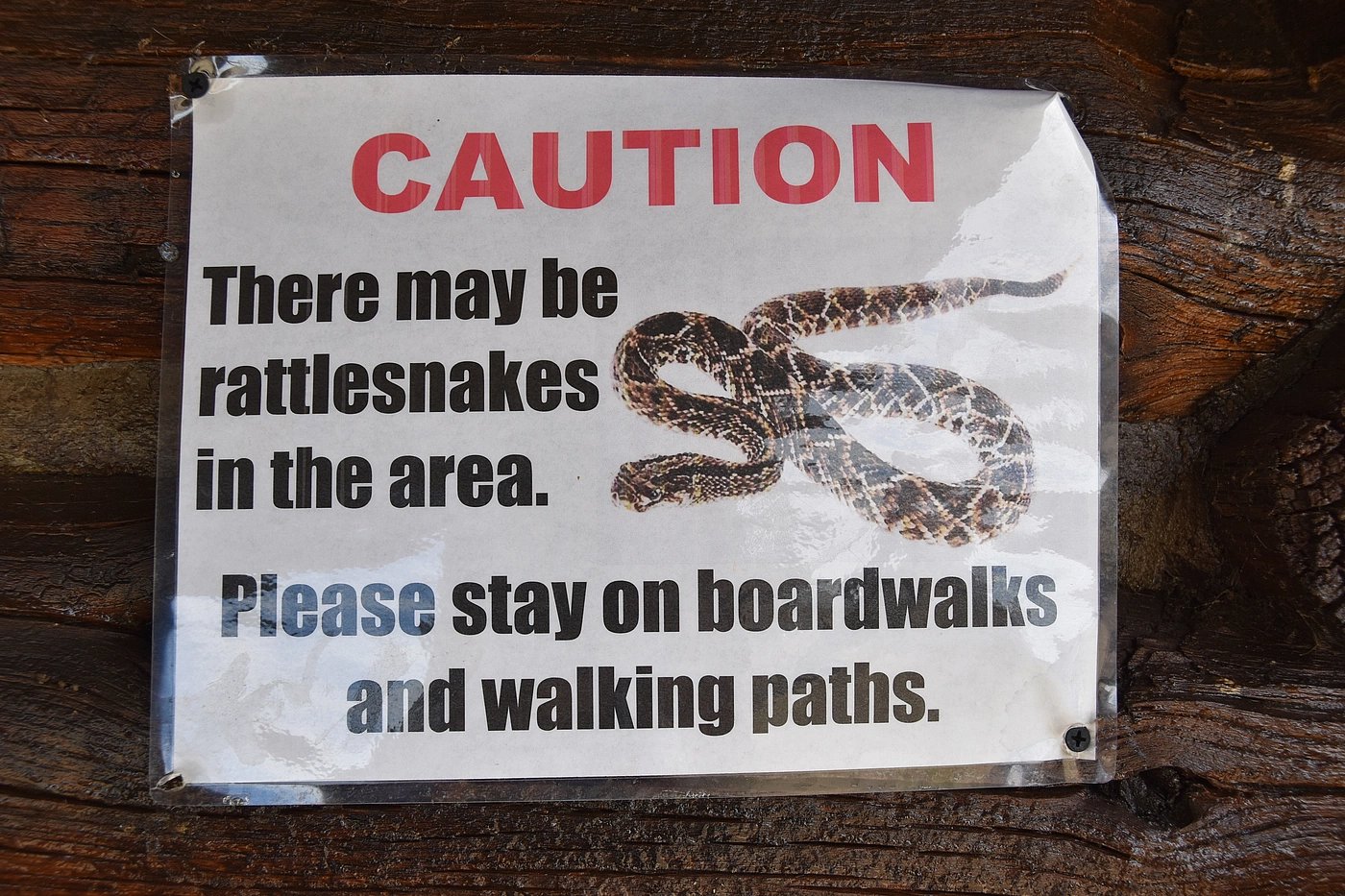 Warning about Prairie Rattlesnakes is not a joke