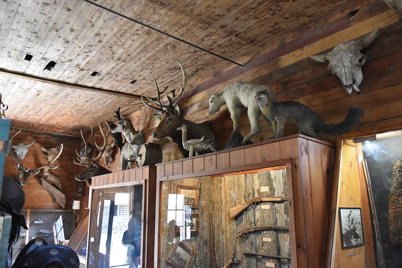 taxidermy animals at Old Trail Town
