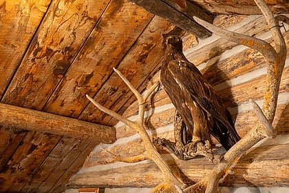 A mounted hawk sitting on top of elk antlers