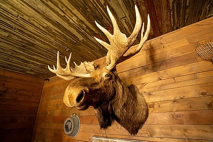 An authentic moose mounted on the wall